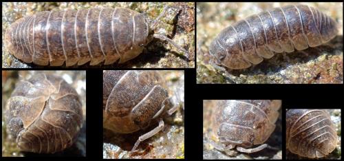 Armadillidium sp.