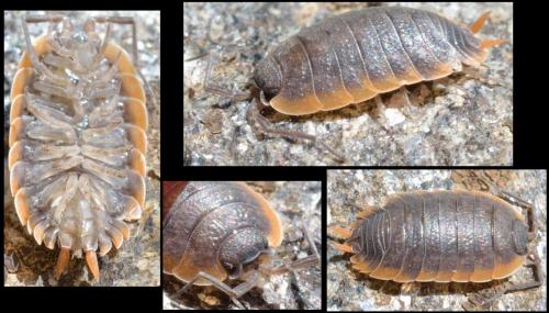 Porcellio duboscqui