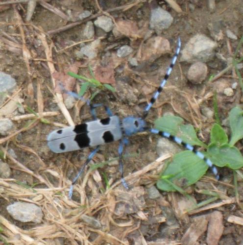 Rosalia alpina