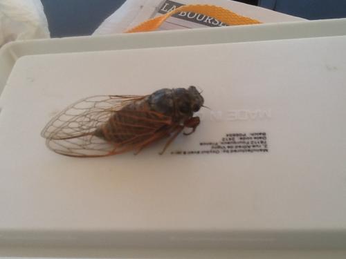 Tibicina haematodes