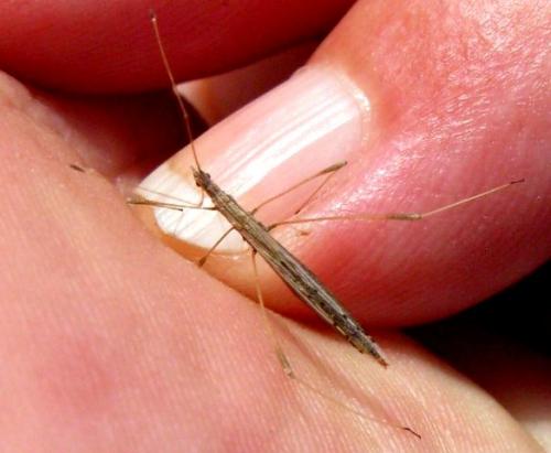 Berytinus clavipes