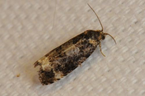 Réf. 105 161 : Endothenia sp.