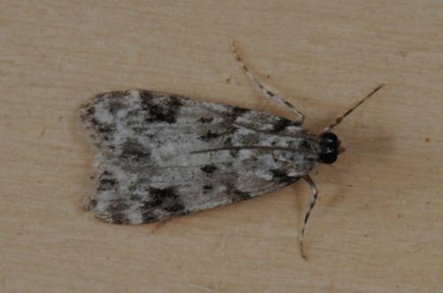 Eudonia delunella