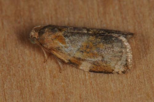Réf. 105 038 : Archips xylosteana