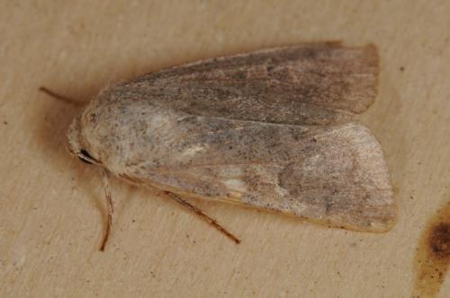 Réf. 105 168 : Hoplodrina sp.