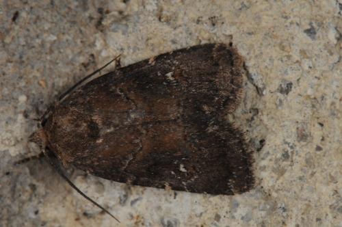 Réf. 105 129 : Charanyca ferruginea
