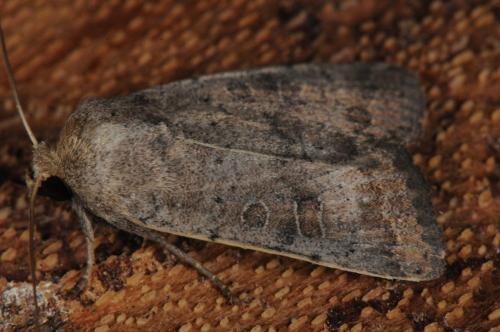 Hoplodrina sp.