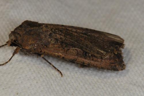 Réf. 105 652 : Peridroma saucia
