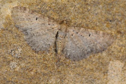 Réf. 105 619 : Eupithecia veratraria