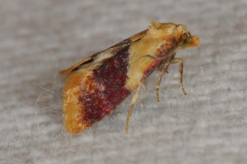 Réf. 105 722 : Diceratura ostrinana