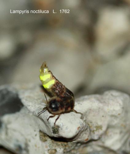 Lampyris noctiluca