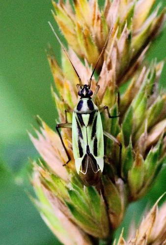Stenotus binotatus