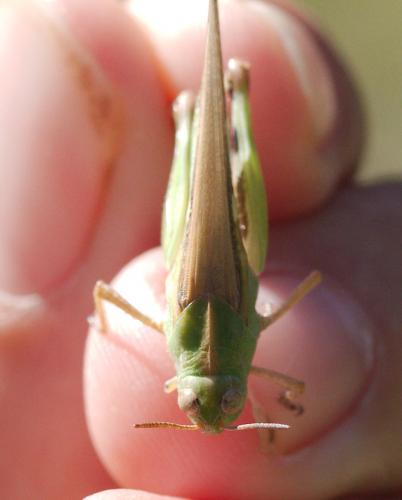 Réf. 105 858 : Aiolopus strepens