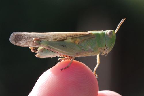 Aiolopus strepens
