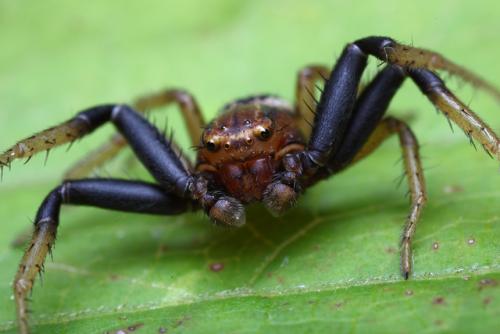 Réf. 105 579 : Xysticus erraticus