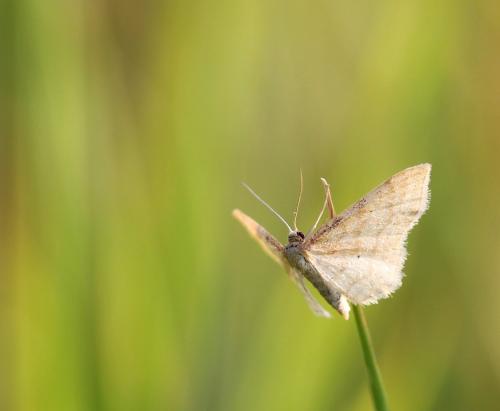 Idaea fuscovenosa