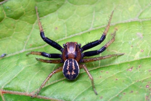 Réf. 105 580 : Xysticus erraticus