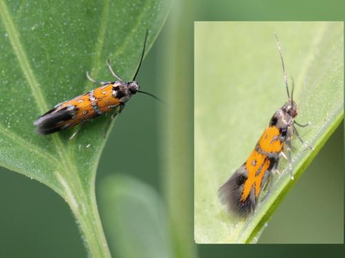 Réf. 105 427 : Chrysoesthia drurella