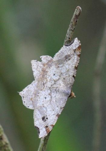 Réf. 105 634 : Macaria alternata