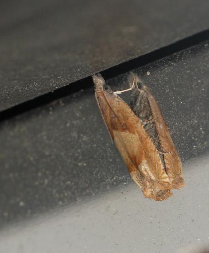 Réf. 105 813 : Eucosma conterminana