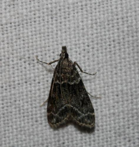 Eudonia mercurella
