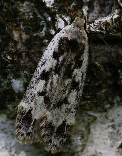 Anacampsis blattariella