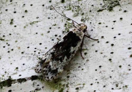 Anacampsis blattariella