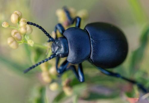 Timarcha tenebricosa