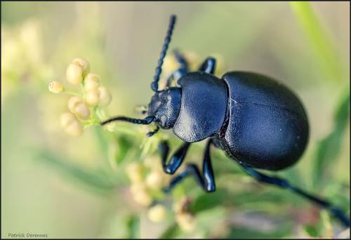 Timarcha tenebricosa