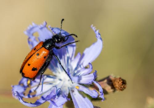 Réf. 105 032 : Mylabris quadripunctata