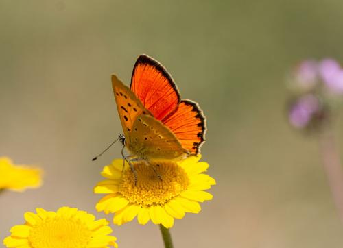 Lycaena virgaureae