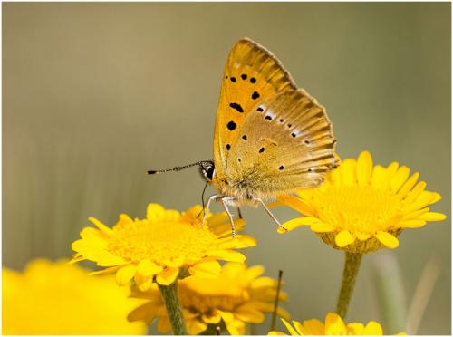 Lycaena virgaureae