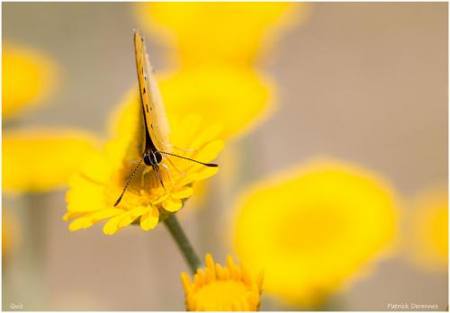 Lycaena virgaureae