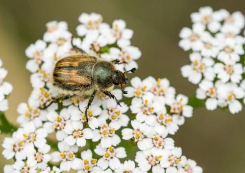 Anisoplia villosa