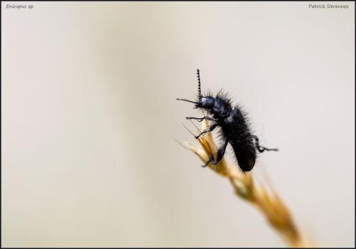 Réf. 105 029 : Enicopus sp.