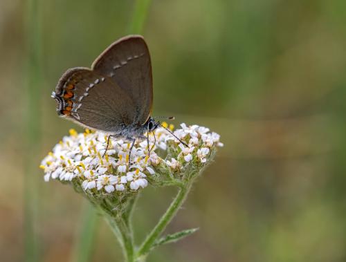 Réf. 105 146 : Satyrium acaciae