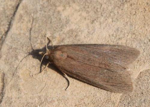 Cathayia insularum