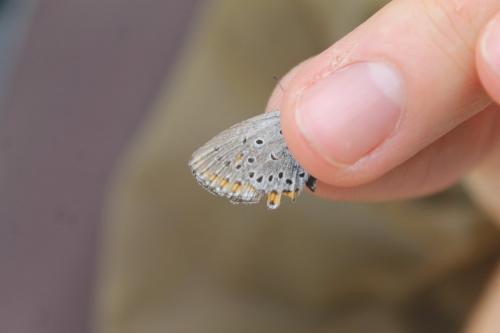 Plebejus argyrognomon
