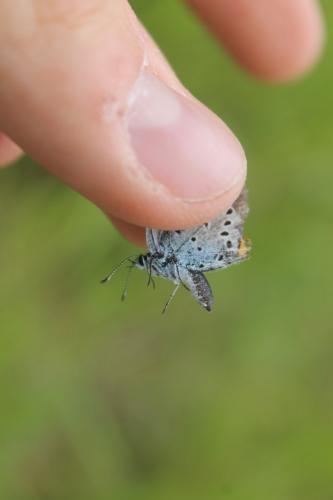 Plebejus argyrognomon
