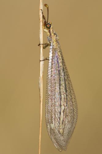 Réf. 105 881 : Macronemurus appendiculatus