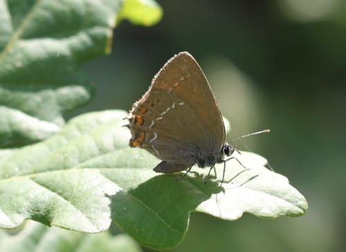 Réf. 105 162 : Satyrium ilicis