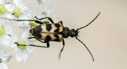 Réf. 105 965 : Pachytodes cerambyciformis