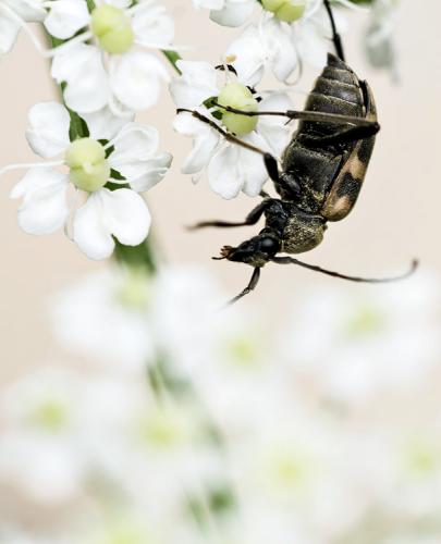 Pachytodes cerambyciformis