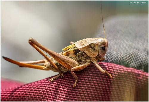 Decticus verrucivorus verrucivorus