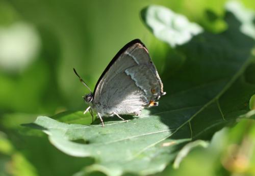 Réf. 105 208 : Favonius quercus