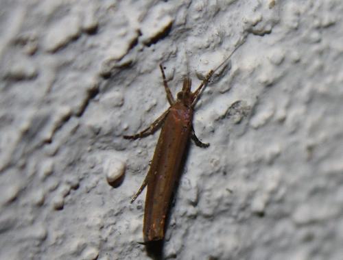 Ypsolopha ustella