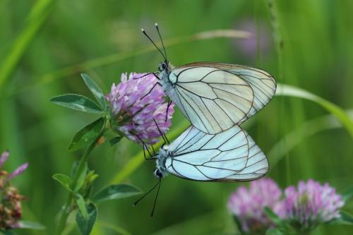 Aporia crataegi