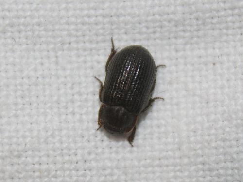 Trox perrisii