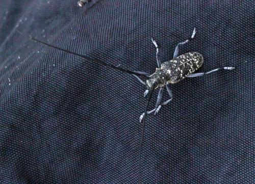 Monochamus sutor