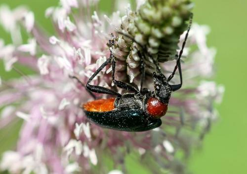 Gaurotes virginea